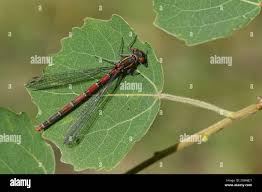 Attēlu rezultāti vaicājumam “Pyrrhosoma nymphula”