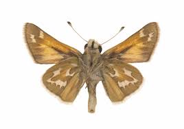 Attēlu rezultāti vaicājumam “Hesperia comma female”