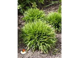 Attēlu rezultāti vaicājumam “Luzula pilosa”