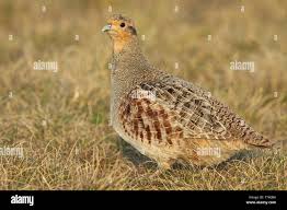 Attēlu rezultāti vaicājumam “Perdix perdix adult”