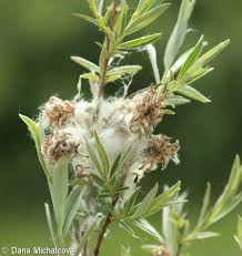 Attēlu rezultāti vaicājumam “Salix repens subsp. rosmarinifolia”