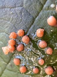 Attēlu rezultāti vaicājumam “Ophiotheca chrysosperma macro”