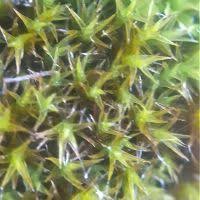 Attēlu rezultāti vaicājumam “Schistidium robustum”