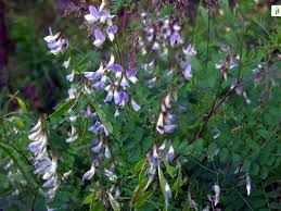 Attēlu rezultāti vaicājumam “Vicia sylvatica leaf”