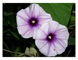 Image result for Ipomoea Lavender