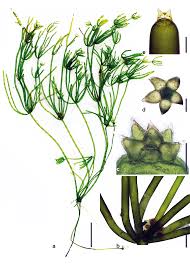 Attēlu rezultāti vaicājumam “Nitella sp.”