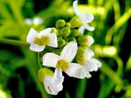 Attēlu rezultāti vaicājumam “Armoracia rusticana”