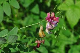 Attēlu rezultāti vaicājumam “Lathyrus niger”