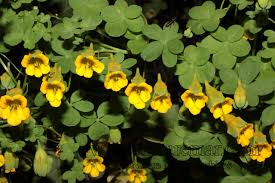 Attēlu rezultāti vaicājumam “Tropaeolaceae”