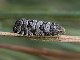 Attēlu rezultāti vaicājumam “Retinia resinella exuvia”