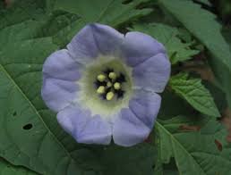 Attēlu rezultāti vaicājumam “Nicandra physalodes”