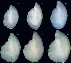 Image result for Trachurus mediterraneus