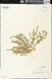 Attēlu rezultāti vaicājumam “Corispermum hyssopifolium fruit”