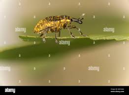 Attēlu rezultāti vaicājumam “Larinus sp.”