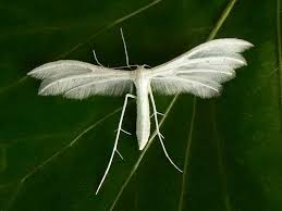 Attēlu rezultāti vaicājumam “Pterophorus pentadactyla”
