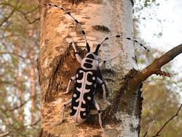 Attēlu rezultāti vaicājumam “Saperda scalaris”