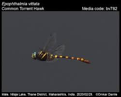 Attēlu rezultāti vaicājumam “Eupteryx vittata”