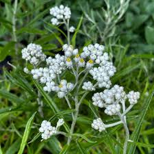 Attēlu rezultāti vaicājumam “Anaphalis margaritacea flower”