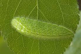 Attēlu rezultāti vaicājumam “Thecla betulae underside”