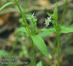 Attēlu rezultāti vaicājumam “Stellaria palustris”