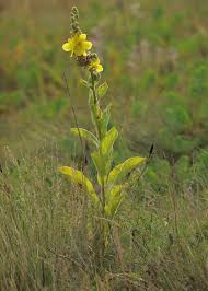 Image result for Verbascum phlomoides