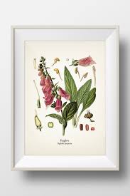 Image result for Digitalis purpurea