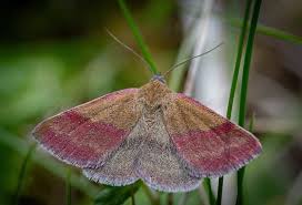 Attēlu rezultāti vaicājumam “Phytometra viridaria”