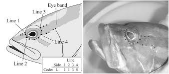 Image result for Epinephelus striatus