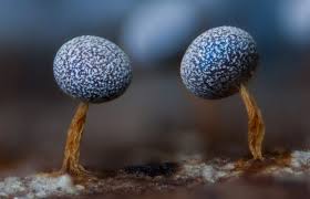 Attēlu rezultāti vaicājumam “Physarum murinum macro”