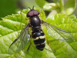 Attēlu rezultāti vaicājumam “Dasysyrphus tricinctus”