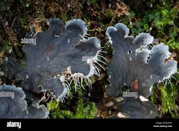 Attēlu rezultāti vaicājumam “Peltigera”