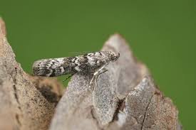 Attēlu rezultāti vaicājumam “Dioryctria abietella”