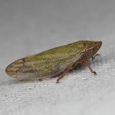 Attēlu rezultāti vaicājumam “Aphrophora salicina”