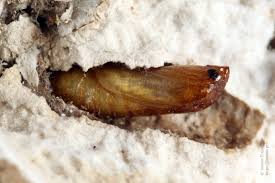 Attēlu rezultāti vaicājumam “Morophaga choragella”