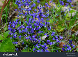 Attēlu rezultāti vaicājumam “Polygala comosa leaf”