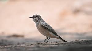 Image result for Oenanthe pleschanka