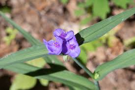 Attēlu rezultāti vaicājumam “Tradescantia virginiana”