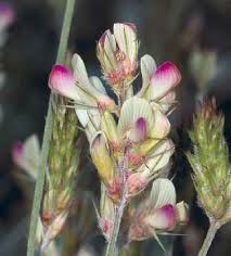 Attēlu rezultāti vaicājumam “Onobrychis arenaria”