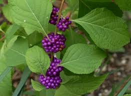 Attēlu rezultāti vaicājumam “Carex capillaris fruit”
