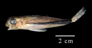 Image result for Dactylopterus volitans