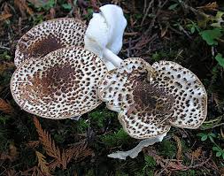 Attēlu rezultāti vaicājumam “Lepiota aspera”