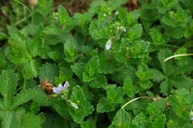 Attēlu rezultāti vaicājumam “Veronica chamaedrys leaf”