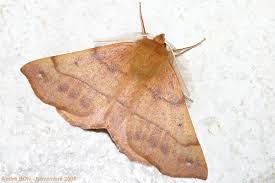 Attēlu rezultāti vaicājumam “Colotois pennaria”