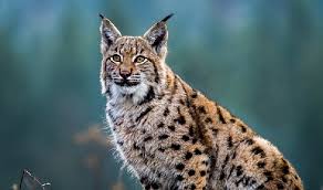 Image result for Lancashire Lynx