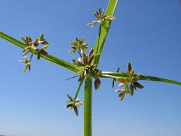 Attēlu rezultāti vaicājumam “Cyperus fuscus fruit”