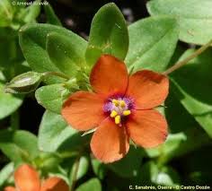 Image result for Anagallis arvensis