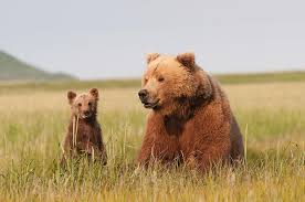 Attēlu rezultāti vaicājumam “Ursus arctos”