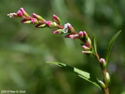 Attēlu rezultāti vaicājumam “Persicaria hydropiper leaf”