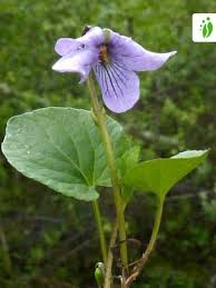 Attēlu rezultāti vaicājumam “Viola epipsila leaf”