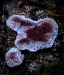 Attēlu rezultāti vaicājumam “Chondrostereum purpureum”